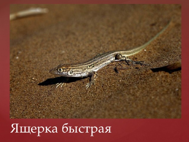 Ящерка быстрая 