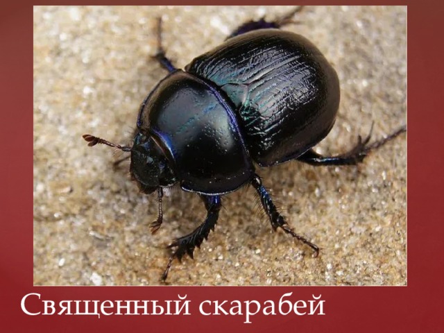 Священный скарабей 