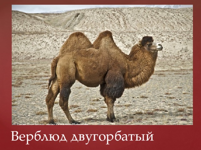 Верблюд двугорбатый 