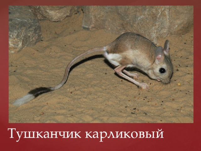 Тушканчик карликовый 