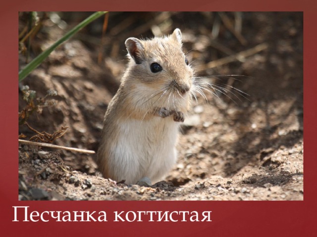 Песчанка когтистая 
