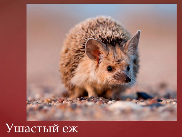 Ушастый еж 