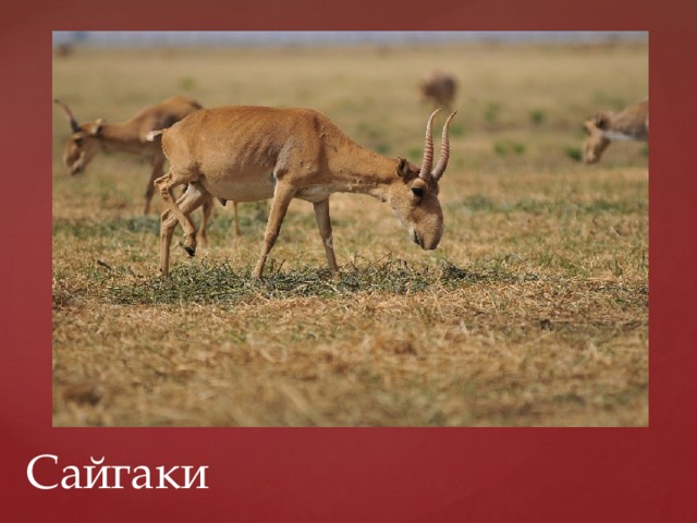 Сайгаки 