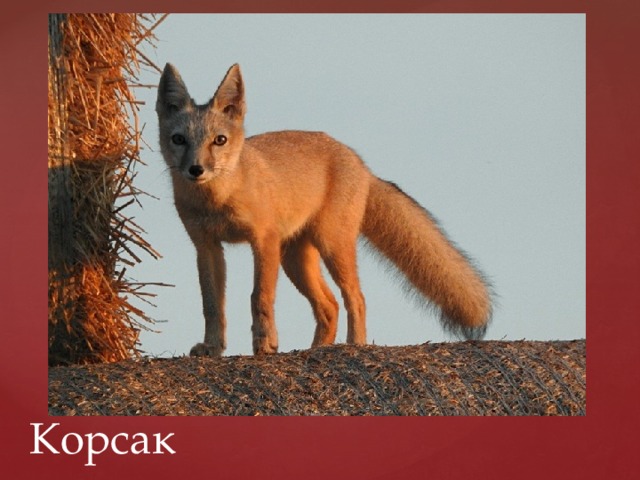 Корсак 