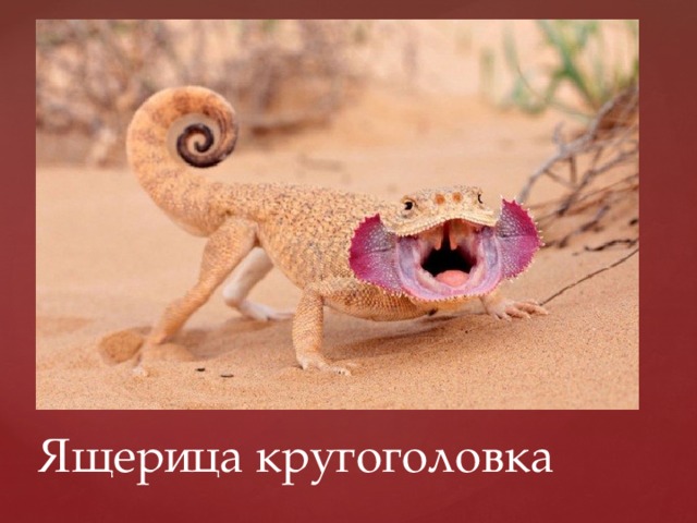 Ящерица кругоголовка 