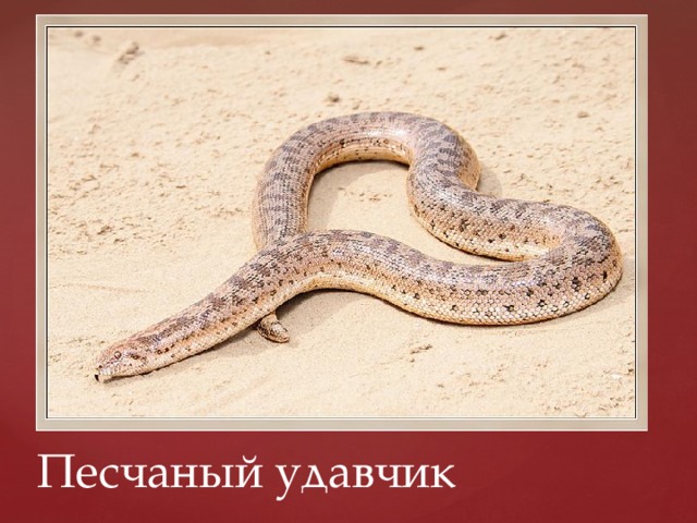 Песчаный удавчик 