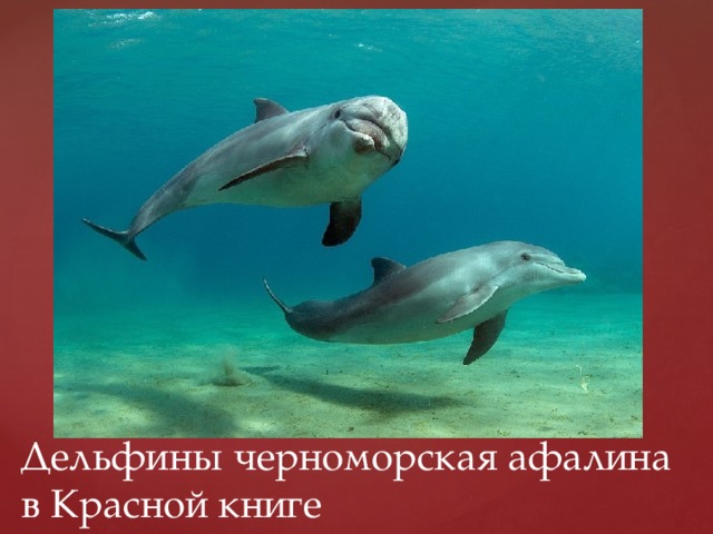Дельфины черноморская афалина в Красной книге 