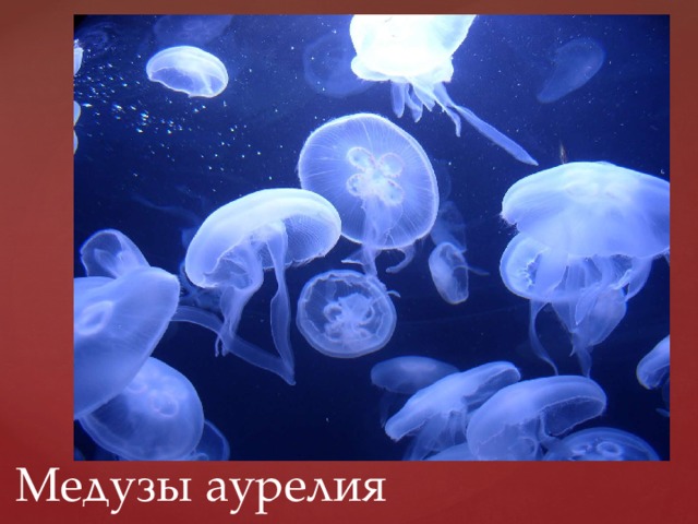 Медузы аурелия 