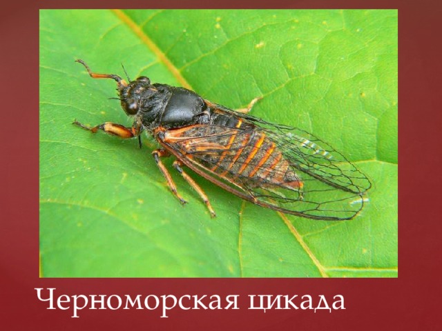 Черноморская цикада 