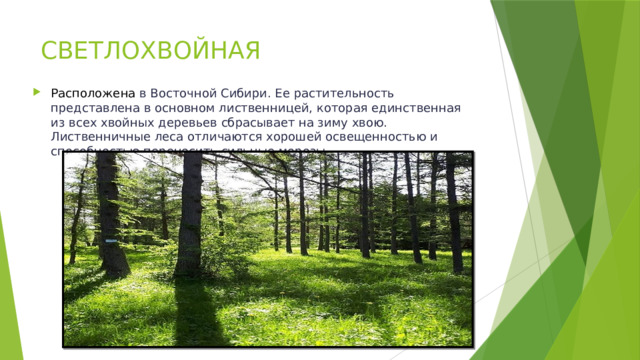 СВЕТЛОХВОЙНАЯ Расположена в Восточной Сибири. Ее растительность представлена в основном лиственницей, которая единственная из всех хвойных деревьев сбрасывает на зиму хвою. Лиственничные леса отличаются хорошей освещенностью и способностью переносить сильные морозы. 