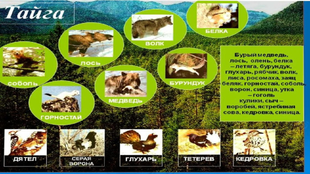 Тайга окружающий 4. Экосистема тайги. Обитатели тайги для дошкольников. Экологическая система тайги. Биогеоценоз тайги.