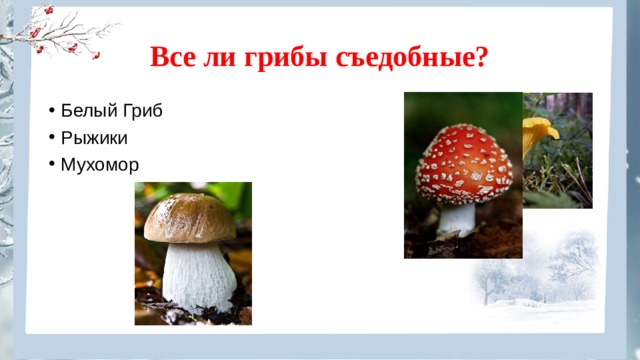 Все ли грибы съедобные? Белый Гриб Рыжики Мухомор 