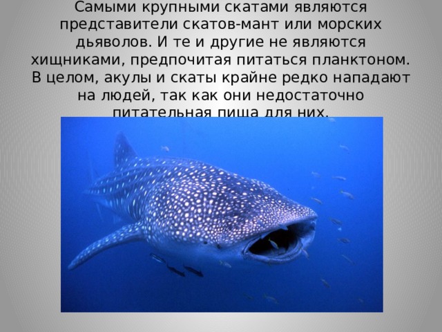 12.  Самой большой акулой является китовая. Вес некоторых экземпляров достигает 20 тонн. Самыми крупными скатами являются представители скатов-мант или морских дьяволов. И те и другие не являются хищниками, предпочитая питаться планктоном. В целом, акулы и скаты крайне редко нападают на людей, так как они недостаточно питательная пища для них. 