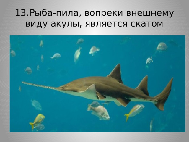 13.  Рыба-пила, вопреки внешнему виду акулы, является скатом 