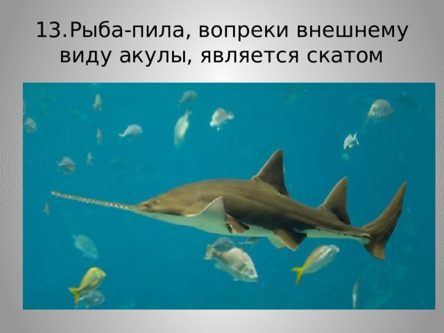 13.  Рыба-пила, вопреки внешнему виду акулы, является скатом 