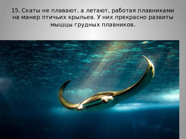 15.  Скаты не плавают, а летают, работая плавниками на манер птичьих крыльев. У них прекрасно развиты мышцы грудных плавников . 