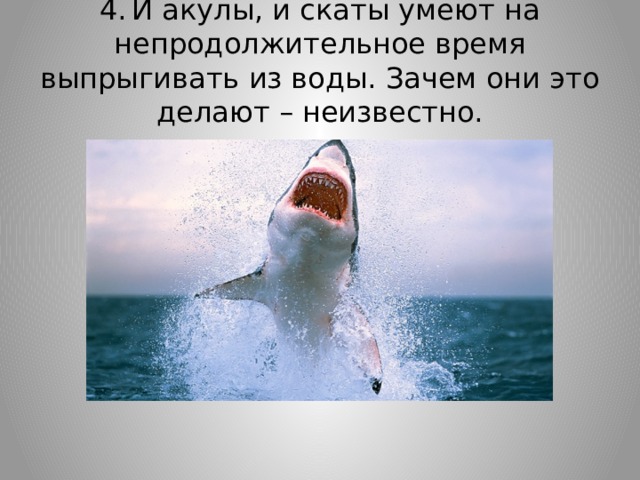 4.  И акулы, и скаты умеют на непродолжительное время выпрыгивать из воды. Зачем они это делают – неизвестно. 