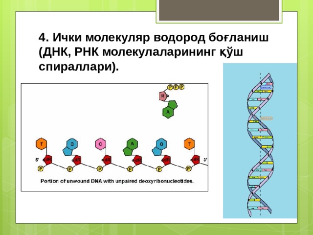 4. Ички молекуляр водород боғланиш (ДНК, РНК молекулаларининг қўш спираллари). 