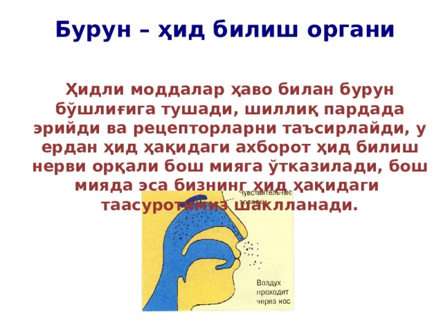 Бурун – ҳид билиш органи Ҳидли моддалар ҳаво билан бурун бўшлиғига тушади, шиллиқ пардада эрийди ва рецепторларни таъсирлайди, у ердан ҳид ҳақидаги ахборот ҳид билиш нерви орқали бош мияга ўтказилади, бош мияда эса бизнинг ҳид ҳақидаги таасуротимиз шаклланади. 