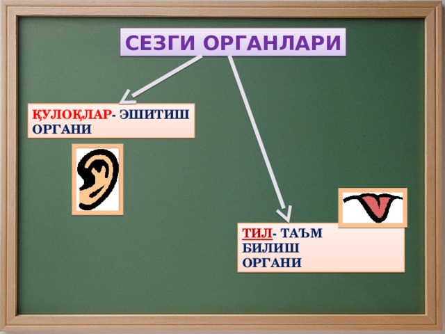 СЕЗГИ ОРГАНЛАРИ ҚУЛОҚЛАР - ЭШИТИШ ОРГАНИ ТИЛ - ТАЪМ БИЛИШ ОРГАНИ 