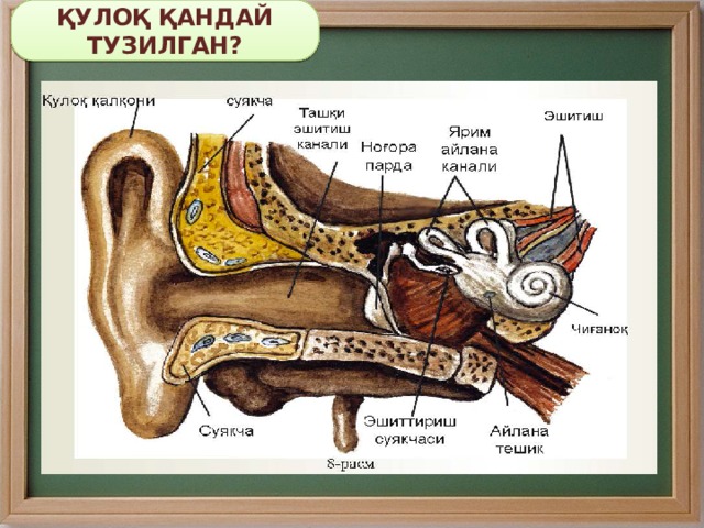 ҚУЛОҚ ҚАНДАЙ ТУЗИЛГАН? 