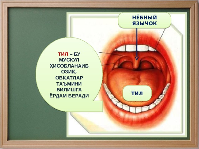 НЁБНЫЙ ЯЗЫЧОК ТИЛ – БУ МУСКУЛ ҲИСОБЛАНАИБ ОЗИҚ-ОВҚАТЛАР ТАЪМИНИ БИЛИШГА ЁРДАМ БЕРАДИ ТИЛ 