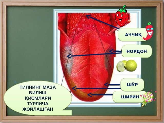 АЧЧИҚ НОРДОН ШЎР ТИЛНИНГ МАЗА БИЛИШ ҚИСМЛАРИ ТУРЛИЧА ЖОЙЛАШГАН ШИРИН 