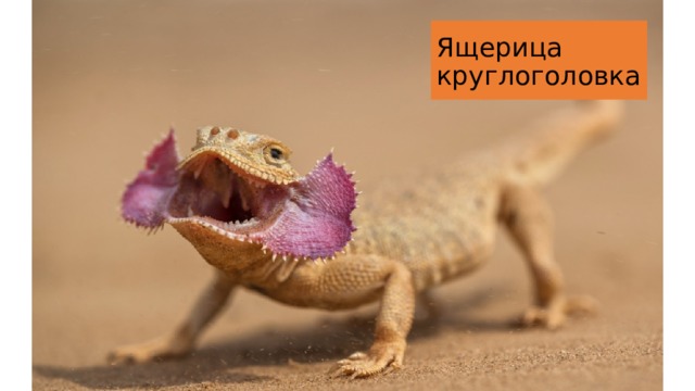 Ящерица круглоголовка 