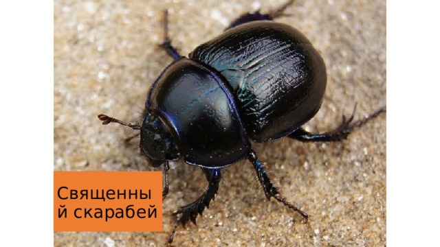 Священный скарабей 