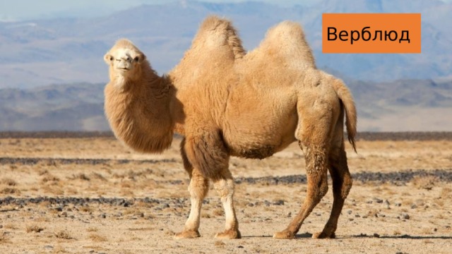 Верблюд 