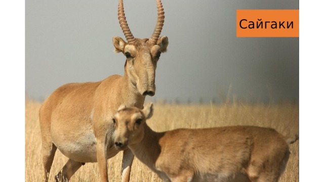 Сайгаки 
