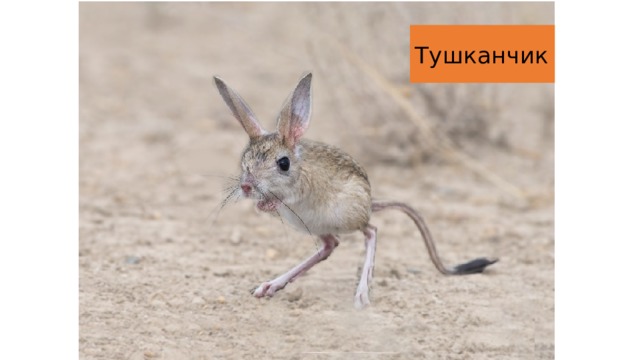 Тушканчик 