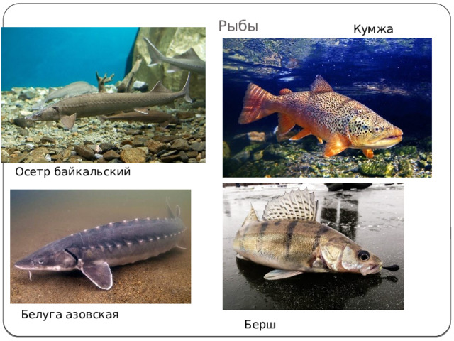 Рыбы Кумжа Осетр байкальский Белуга азовская Берш 