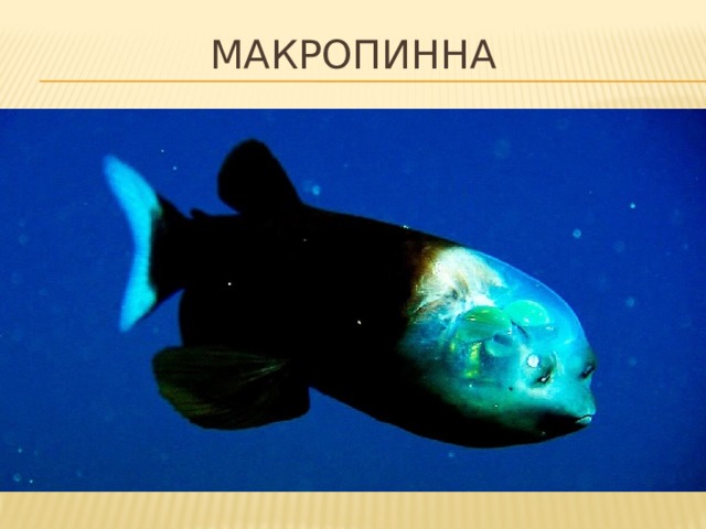 Макропинна 
