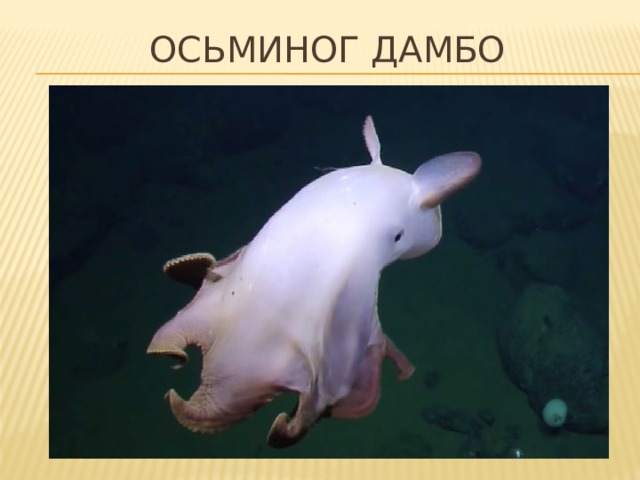 Осьминог дамбо 