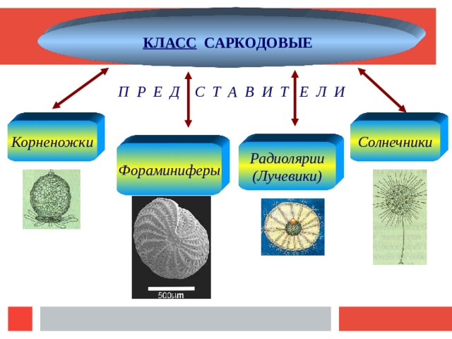 3 саркодовые. Корненожки радиолярии солнечники. Фораминиферы Саркодовые. Фораминиферы солнечники лучевики. Фораминиферы солнечники корненожки радиолярии.