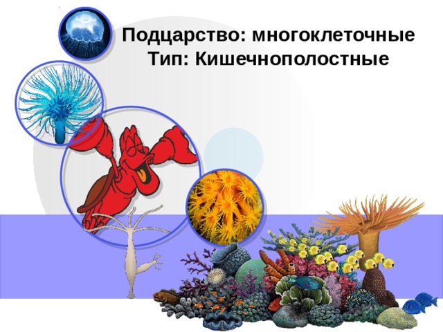 Подцарство: многоклеточные Тип: Кишечнополостные 