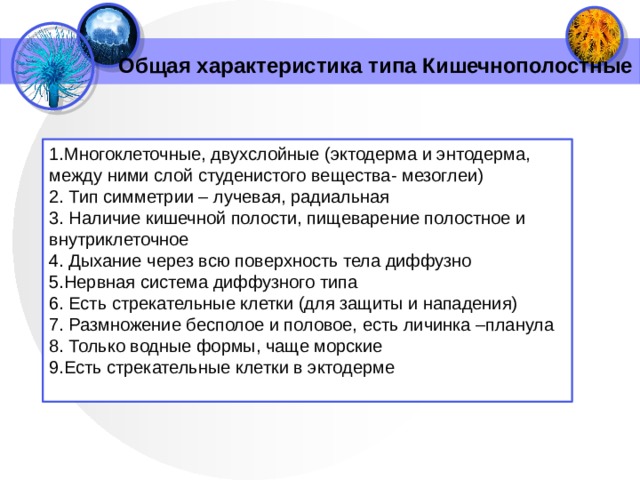 Общая характеристика типа Кишечнополостные 1.Многоклеточные, двухслойные (эктодерма и энтодерма, между ними слой студенистого вещества- мезоглеи) 2. Тип симметрии – лучевая, радиальная 3. Наличие кишечной полости, пищеварение полостное и внутриклеточное 4. Дыхание через всю поверхность тела диффузно 5.Нервная система диффузного типа 6. Есть стрекательные клетки (для защиты и нападения) 7. Размножение бесполое и половое, есть личинка –планула 8. Только водные формы, чаще морские 9.Есть стрекательные клетки в эктодерме 