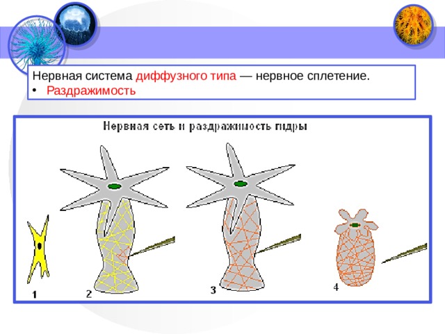 Нервная система диффузного типа — нервное сплетение.  Раздражимость 