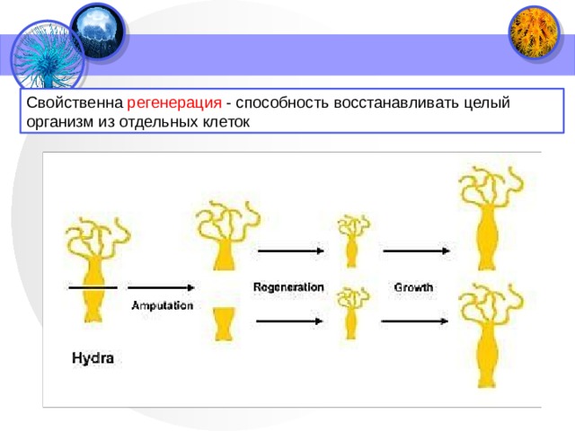 Свойственна регенерация - способность восстанавливать целый организм из отдельных клеток 