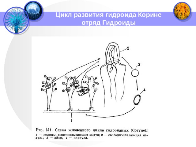 Цикл развития гидроида Корине  отряд Гидроиды 