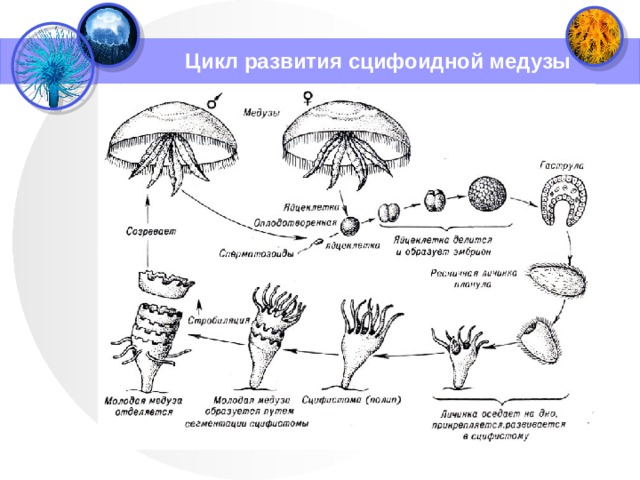 Цикл развития сцифоидной медузы 