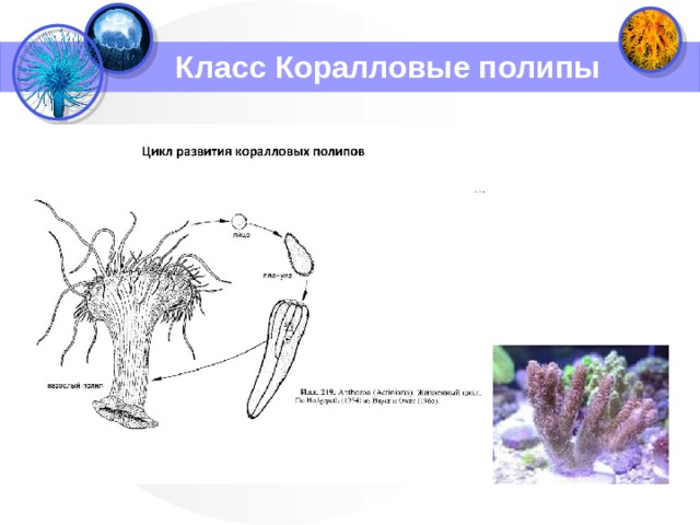 Класс Коралловые полипы 