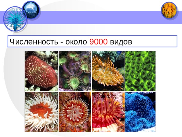 Численность - около 9000 видов 