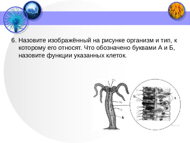 6. Назовите изображённый на рисунке организм и тип, к которому его относят. Что обозначено буквами А и Б, назовите функции указанных клеток. 