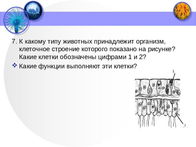 7. К какому типу животных принадлежит организм, клеточное строение которого показано на рисунке? Какие клетки обозначены цифрами 1 и 2? Какие функции выполняют эти клетки? 