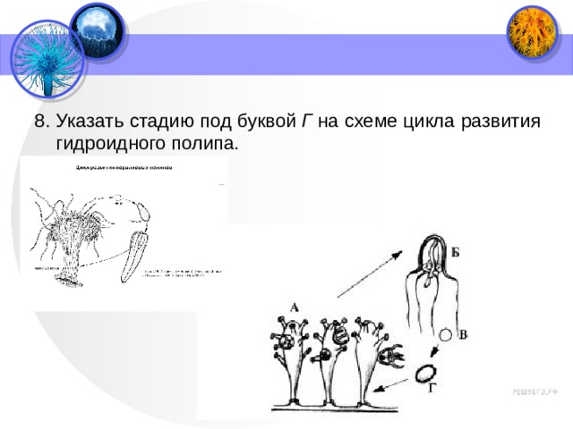 8. Указать стадию под буквой  Г  на схеме цикла развития гидроидного полипа. 