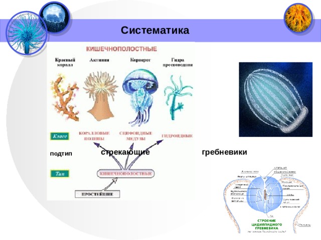 Систематика стрекающие гребневики подтип 