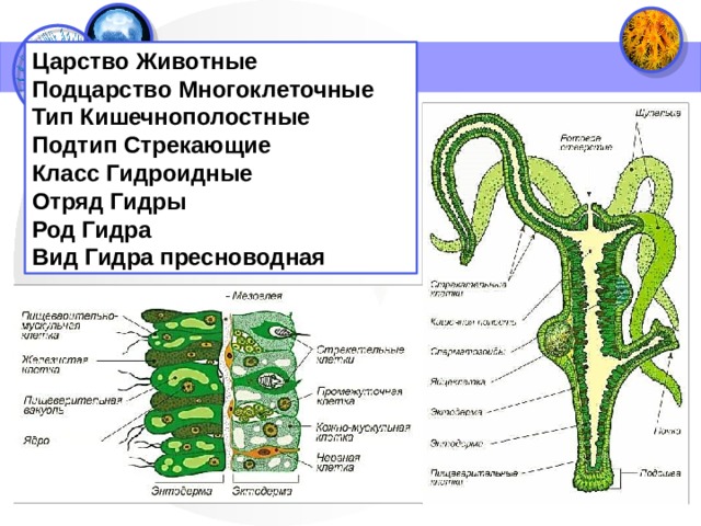 Царство Животные Подцарство Многоклеточные Тип Кишечнополостные Подтип Стрекающие Класс Гидроидные Отряд Гидры Род Гидра Вид Гидра пресноводная 