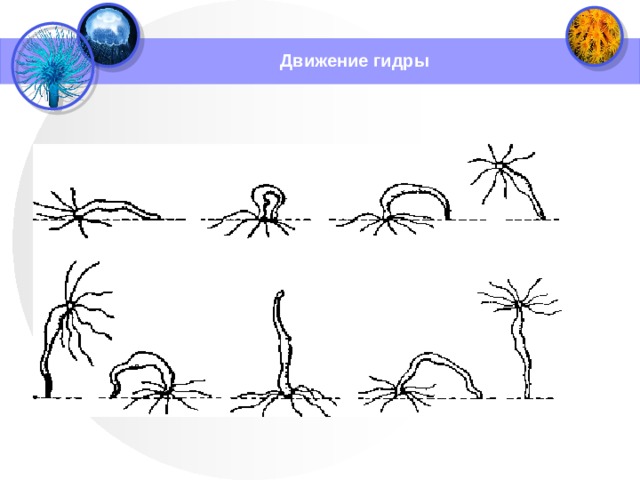 Движение гидры 